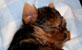 Yorkshire Terrier Cachorros - Criadero Guadalajara