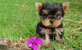 Yorkshire Terrier - Cachorros