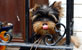 Yorkshire Terrier - Cachorros