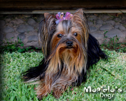 YORKSHIRE TERRIER YORKY YORKIES YORKI